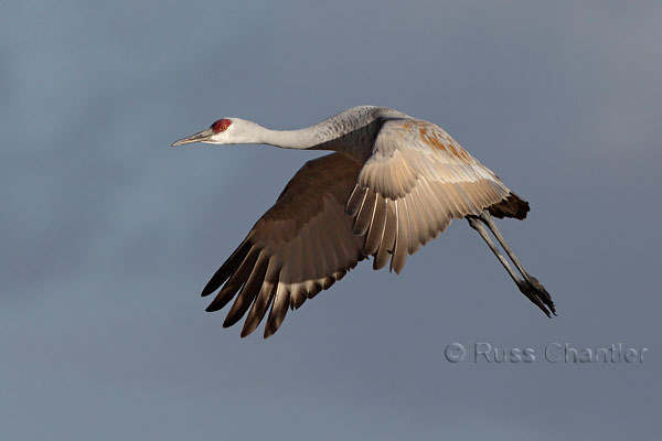 Sandhill Crane © Russ Chantler